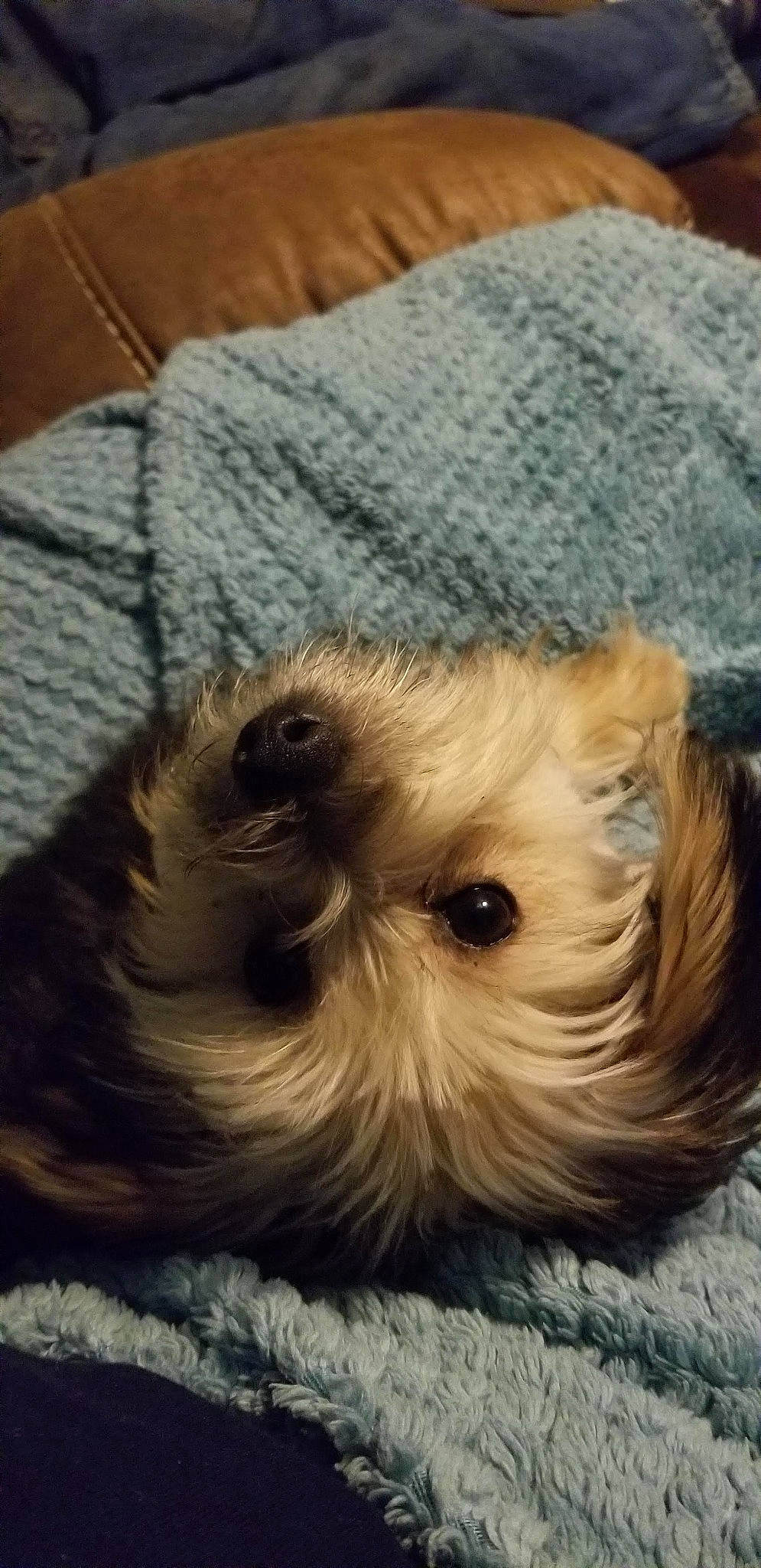 Loki is registered to the contest to win money with this photo: biewer_terrier, canidae, carnivore, companion_dog, dog, dog_breed, fawn, fur, liver, maltepoo, puppy, puppy_love, shih_tzu, small_terrier, sporting_group, terrestrial_animal, terrier, toy_dog, whiskers, working_animal