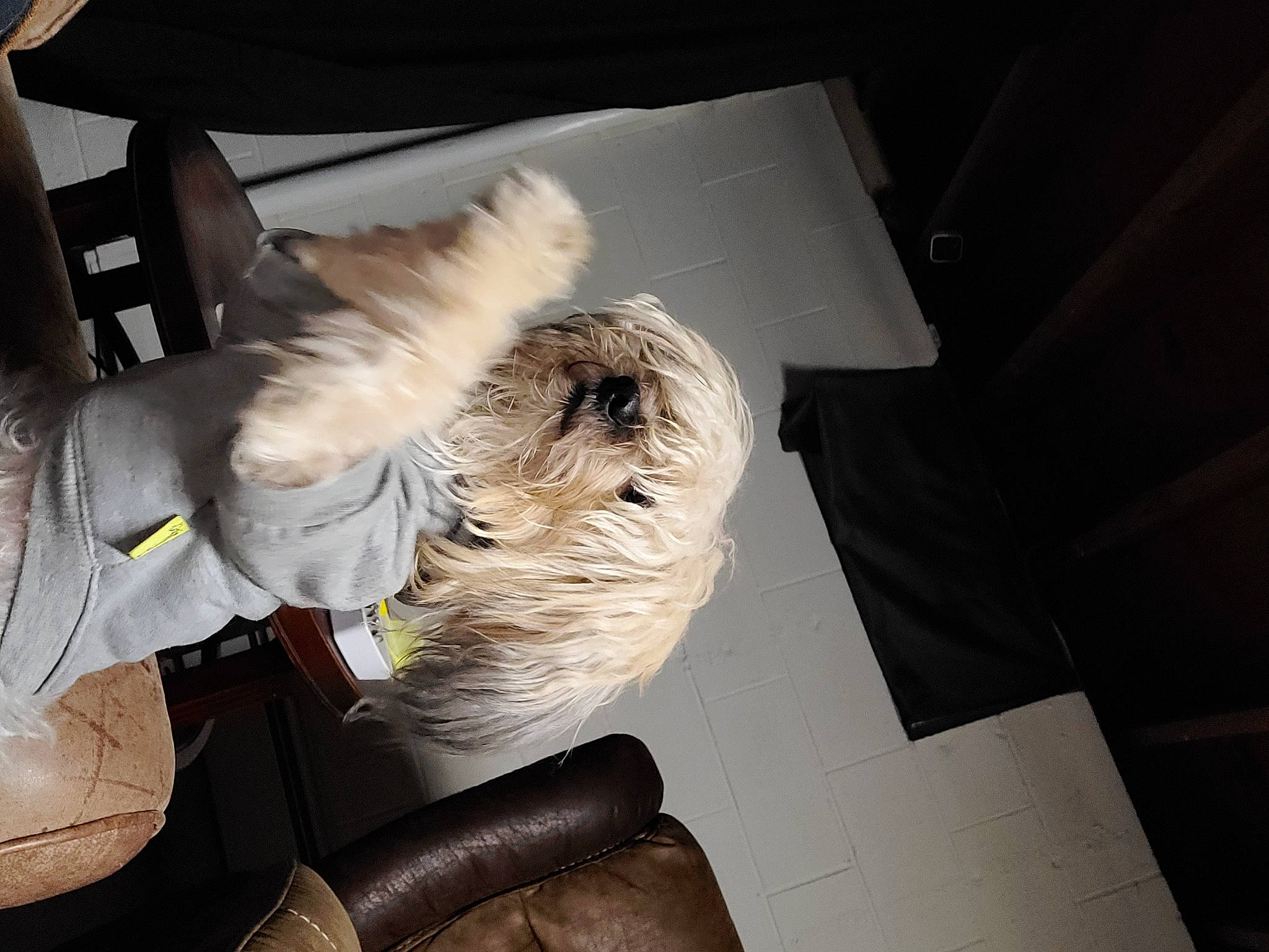 Loki joined the competition — help win amazing prizes! canidae, carnivore, comfort, companion_dog, dog, dog_breed, eyewear, fawn, feather, felidae, fur, gesture, human_leg, small_to_medium_sized_cats, snout, sporting_group, tints_and_shades, vehicle_door, whiskers, wing