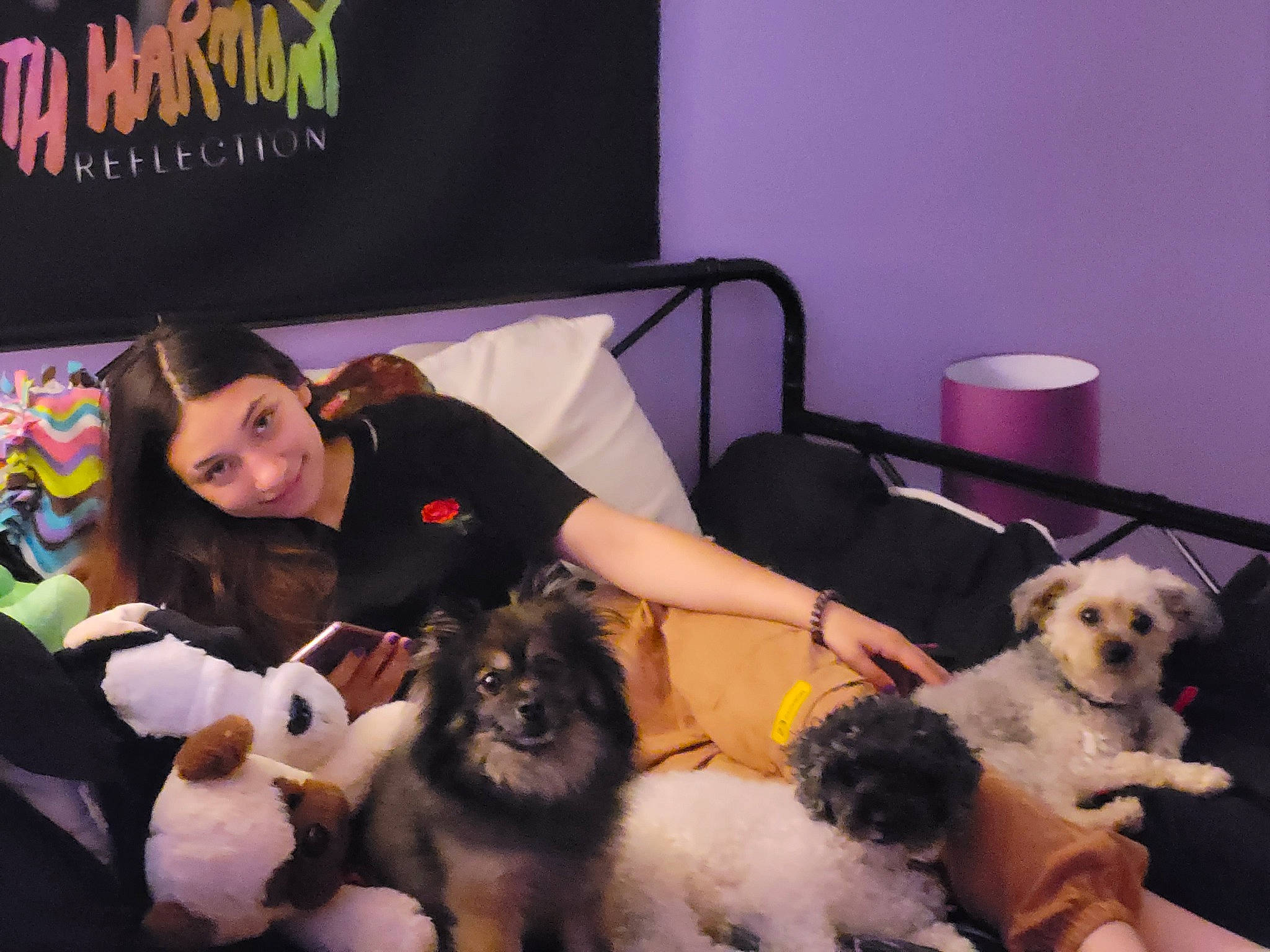 Loki joined the competition — help win amazing prizes! canidae, carnivore, chair, comfort, companion_dog, couch, curtain, dog, dog_breed, dog_supply, event, fawn, fur, lap, mammal, room, sitting, sporting_group, toy_dog, vertebrate