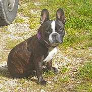 Frida a rejoint le concours — aidez-le/la à gagner de superbes lots ! dog, brindle, collar, purple_collar, sitting, outdoor, grass, gravel, car_tire, pet, canine, sunlight, animal, alert, mammal, ears_up, portrait, daytime, cute, watchful