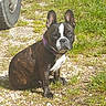 dog, brindle, collar, purple_collar, sitting, outdoor, grass, gravel, car_tire, pet, canine, sunlight, animal, alert, mammal, ears_up, portrait, daytime, cute, watchful
