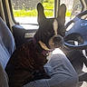 dog, boston_terrier, pet, vehicle, car_interior, seat, window, sunlight, collar, animal, ears, face, pet_collar, indoor, side_view, sitting, canine, domestic_animal, closeup, daylight