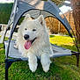 dog, white_dog, samoyed, outdoor, grass, pet_bed, canopy, sunlight, tree, fence, tongue_out, happy, fluffy, animal, nature, summer, backyard, relaxing, daytime, pet