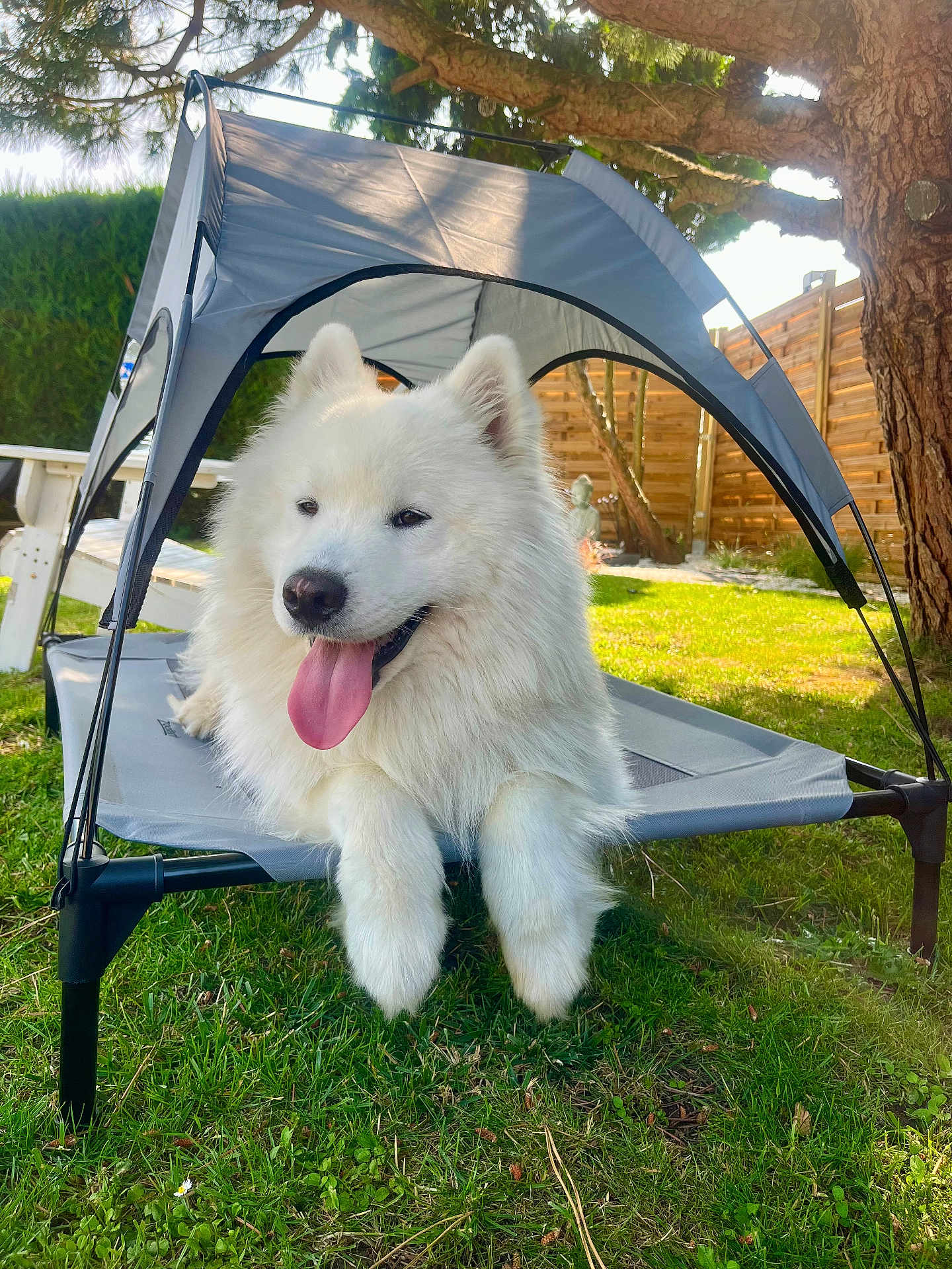 Ukko a rejoint le concours — aidez-le/la à gagner de superbes lots ! dog, white_dog, samoyed, outdoor, grass, pet_bed, canopy, sunlight, tree, fence, tongue_out, happy, fluffy, animal, nature, summer, backyard, relaxing, daytime, pet