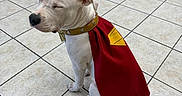 Mia Pearl is registered to the contest to win money with this photo: dog, white_dog, cape, superhero_cape, tile_floor, indoor, sitting, pet, canine, collar, quiet, calm, ears, tail, floor_tiles, furniture, chair_legs, close_eyes, animal, cute