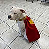 dog, white_dog, cape, superhero_cape, tile_floor, indoor, sitting, pet, canine, collar, quiet, calm, ears, tail, floor_tiles, furniture, chair_legs, close_eyes, animal, cute