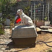 Mia Pearl joined the competition — help win amazing prizes! dog, white_dog, doghouse, backyard, garden, outdoor, sunny, plants, potted_plants, trellis, dirt, pathway, fence, yard, pet, animal, daylight, canine, sitting, domestic_animal