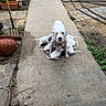 Mia Pearl is registered to the contest to win money with this photo: dog, puppies, white_dog, concrete_path, garden_tools, plant_pot, hose, outdoor, nature, grass, soil, mother_dog, nursing, playful, pets, animal_family, sidewalk, yard, greenery, domestic_animal