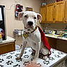 Mia Pearl joined the competition — help win amazing prizes! dog, puppy, cape, white_dog, animal, pet, indoor, table, paw_print, veterinary_office, cabinet, counter, sink, collar, tag, cute, sitting, looking, finger, room
