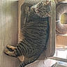 cat, tabby, feline, pet, indoor, cardboard_scratch_pad, scratcher, floor, wood_floor, cat_tree, fur, green_eyes, relaxed, looking_up, striped, whiskers, tail, cozy, sunlight, home