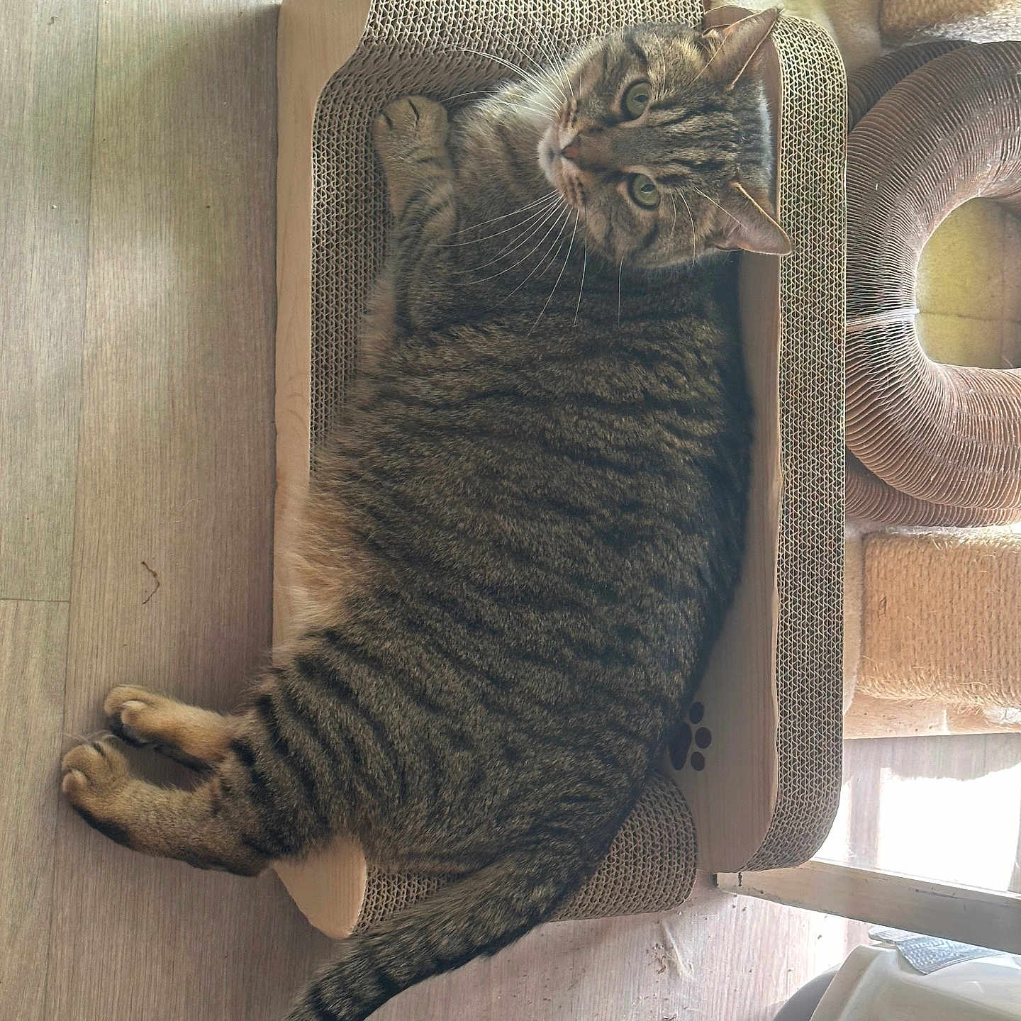 Tigrou participe au concours pour gagner de l'argent avec cette photo : cat, tabby, feline, pet, indoor, cardboard_scratch_pad, scratcher, floor, wood_floor, cat_tree, fur, green_eyes, relaxed, looking_up, striped, whiskers, tail, cozy, sunlight, home