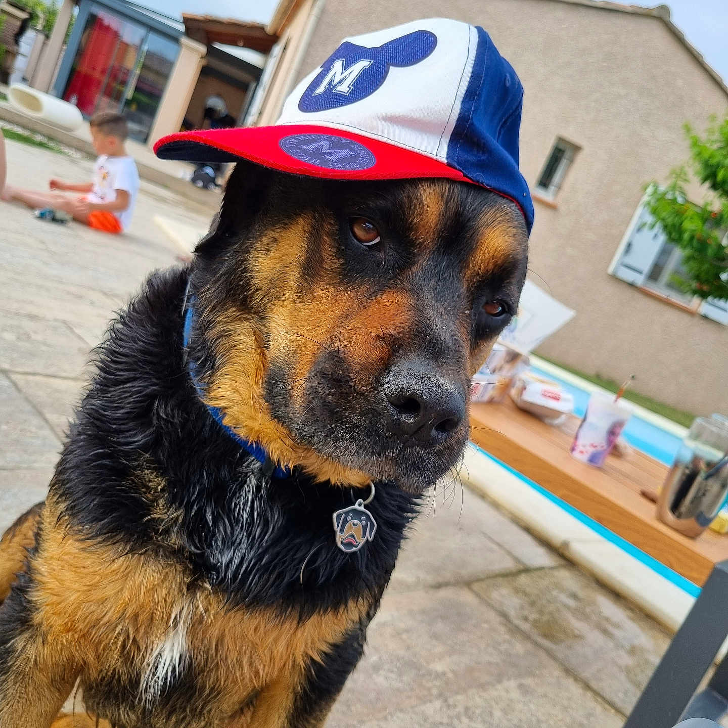 Rex participe au concours pour gagner de l'argent avec cette photo : animal, architecture, baseballcap, boy, canine, cap, child, clothing, dog, face, germanshepherd, hat, head, hound, male, person, pet, photography, portrait, puppy