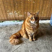 Ginger is registered to the contest to win money with this photo: cat, orange_tabby, fluffy_fur, green_eyes, sitting, tail, bamboo_blind, concrete_floor, pet, animal, domestic_cat, whiskers, ears, curious, indoor, feline, cute, fur, portrait, still_life