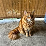 cat, orange_tabby, fluffy_fur, green_eyes, sitting, tail, bamboo_blind, concrete_floor, pet, animal, domestic_cat, whiskers, ears, curious, indoor, feline, cute, fur, portrait, still_life