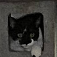 Kitty Boo Boo is registered to the contest to win money with this photo: cat, black_and_white, peeking, cat_tree, indoor, pet, animal, feline, curious, paw, square_opening, gray, blurry, phone_screen, overlay, user_interface, time_display, selection_icon, indoor_lighting, portrait