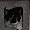 cat, black_and_white, peeking, cat_tree, indoor, pet, animal, feline, curious, paw, square_opening, gray, blurry, phone_screen, overlay, user_interface, time_display, selection_icon, indoor_lighting, portrait