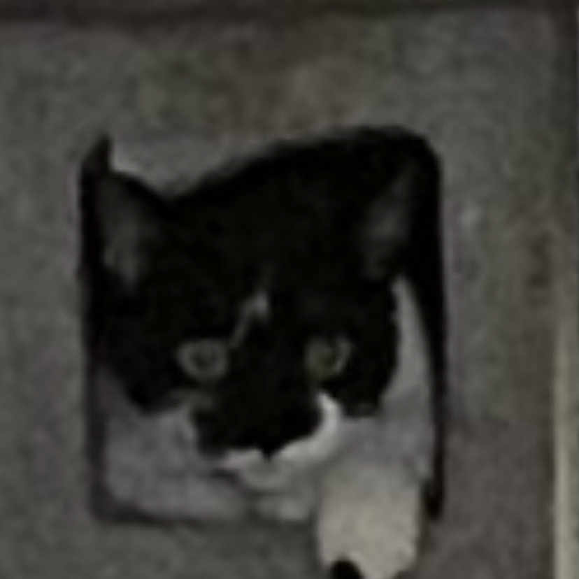 Kitty Boo Boo is registered to the contest to win money with this photo: cat, black_and_white, peeking, cat_tree, indoor, pet, animal, feline, curious, paw, square_opening, gray, blurry, phone_screen, overlay, user_interface, time_display, selection_icon, indoor_lighting, portrait