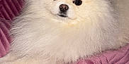 Prince joined the competition — help win amazing prizes! animal, blanket, canine, chow, dog, eskimodog, pet, puppy, whitedog