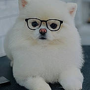 Prince joined the competition — help win amazing prizes! adorable, animal, calm, closeup, cute, dog, eyes, face, fluffy, fur, glasses, indoor, looking, nose, paws, pet, pomeranian, portrait, sitting, white