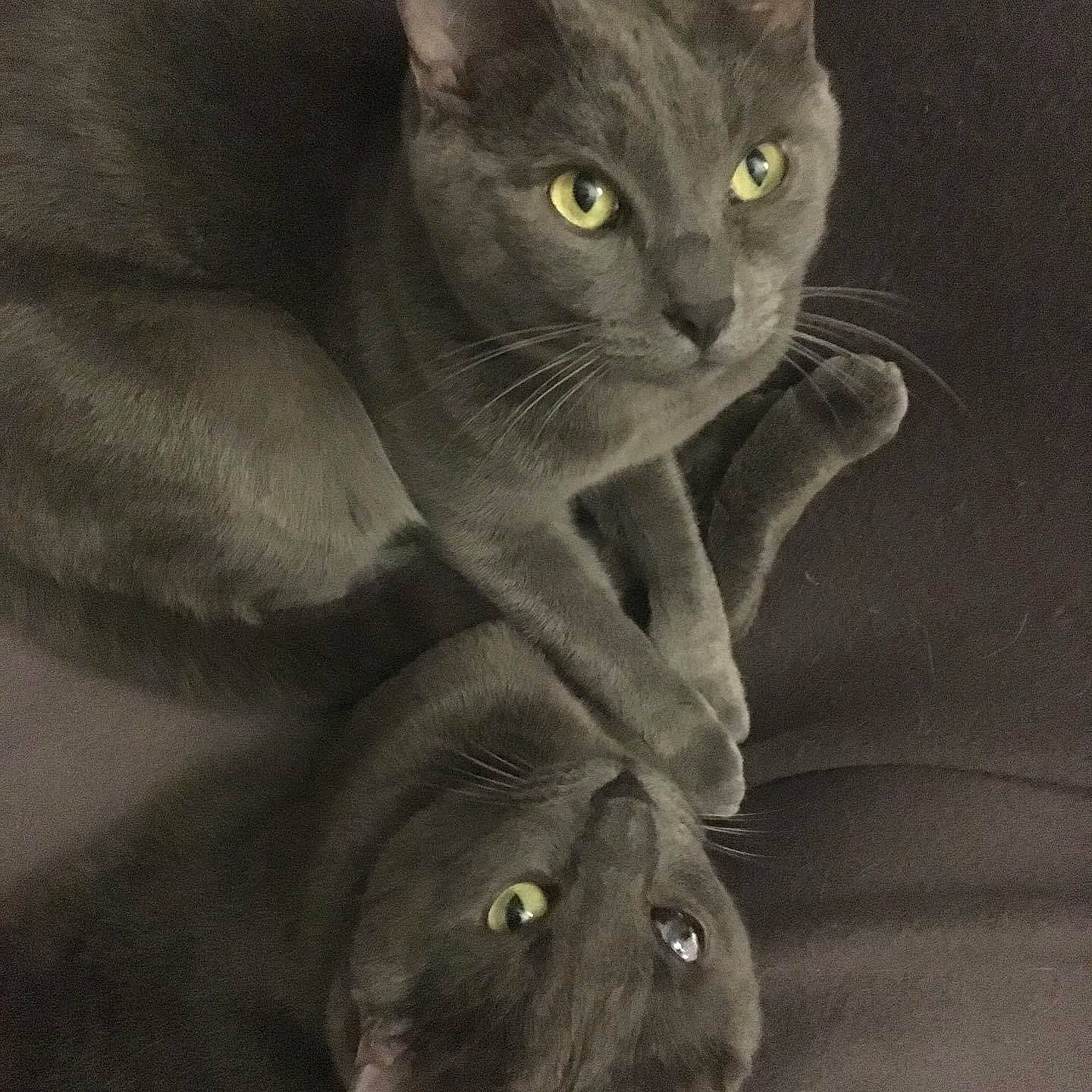 Marty Marou a rejoint le concours — aidez-le/la à gagner de superbes lots ! carnivore, cat, domestic_short_haired_cat, ear, felidae, fur, gesture, grey, russian_blue, small_to_medium_sized_cats, snout, terrestrial_animal, whiskers