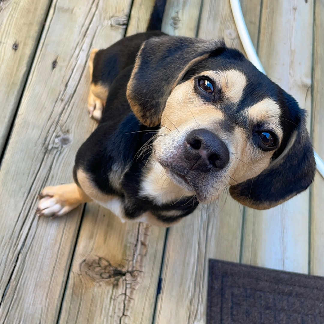 Moose joined the competition — help win amazing prizes! accessories, animal, beagle, boardwalk, bridge, canine, dog, face, hardwood, head, hound, husky, labradorretriever, leash, person, pet, plywood, puppy, strap, wood