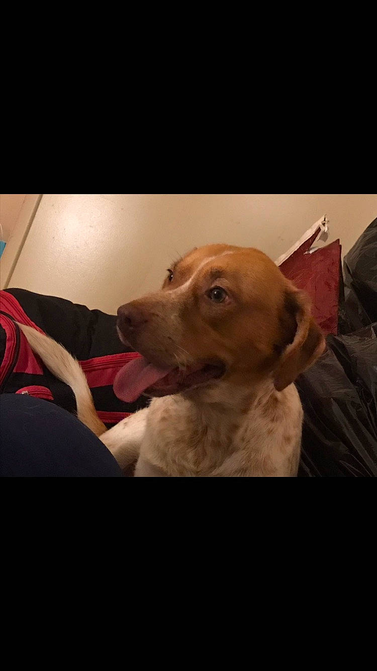 Red joined the competition — help win amazing prizes! canidae, carnivore, cloud, comfort, companion_dog, dog, dog_breed, ear, fawn, fur, happy, photo_caption, pointing_breed, puppy_love, retriever, selfie, snout, sporting_group, whiskers, working_animal