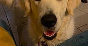 Umber a rejoint le concours — aidez-le/la à gagner de superbes lots ! animal, ball, bodypart, canine, cockerspaniel, couch, dog, eskimodog, furniture, goldenretriever, hound, labradorretriever, mouth, person, pet, poodle, puppy, snout, terrier, whitedog