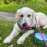 Umber participe au concours pour gagner de l'argent avec cette photo : accessories, animal, ball, canine, dog, goldenretriever, grass, herbal, herbs, leash, outdoors, pet, plant, puppy, strap, summer, tape, tree, vegetation, whitedog