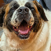 Snorlax is registered to the contest to win money with this photo: dog, saint_bernard, close_up, happy, tongue_out, fluffy_fur, pet, animal, indoor, portrait, canine, muzzle, friendly, big_dog, smiling, cute, domestic_animal, fur, closeup, face