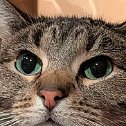 Ginger is registered to the contest to win money with this photo: cat, tabby, close_up, green_eyes, pink_nose, whiskers, fur, pet, animal, face, curious, indoor, cushion, beige, portrait, mammal, domestic, feline, cute