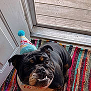 Edie is registered to the contest to win money with this photo: dog, bulldog, birthday_hat, bandana, pet, indoor, rug, colorful, smiling, looking_up, door, floor, animal, cute, portrait, canine, celebration, furniture, home, companion