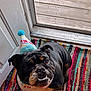 dog, bulldog, birthday_hat, bandana, pet, indoor, rug, colorful, smiling, looking_up, door, floor, animal, cute, portrait, canine, celebration, furniture, home, companion