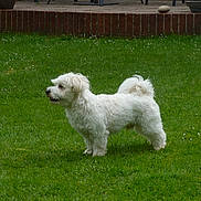 Stanley is registered to the contest to win money with this photo: animal, backyard, brick, chair, curled_tail, daylight, dog, fluffy, garden, grass, lawn, nature, outdoor, patio, pet, potted_plant, side_view, small_dog, standing, white_dog