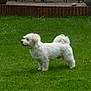 animal, backyard, brick, chair, curled_tail, daylight, dog, fluffy, garden, grass, lawn, nature, outdoor, patio, pet, potted_plant, side_view, small_dog, standing, white_dog