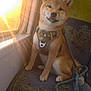 dog, shiba_inu, pet, animal, indoor, train, seat, window, sunlight, harness, leash, brown_fur, cute, sitting, looking_at_camera, patterned_seat, sunflare, daylight, calm, travel