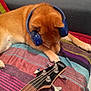 dog, headphones, guitar, blanket, sofa, pet, sleeping, brown_fur, indoor, music, string_instrument, relaxation, resting, cozy, colorful, striped, wood, furniture, animal, cute