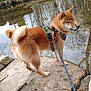 dog, shiba_inu, leash, rock, pond, water, reflection, outdoor, nature, canine, pet, fur, animal, standing, calm, daytime, tree, walking, harness, adventure