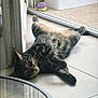 animal, cat, door, floor, fur, glass_table, home, indoor, lying_down, paw, pet, relaxed, resting, storage_bin, sunlight, tabby, tile, toy_ball, whiskers, window