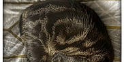 Billy participe au concours pour gagner de l'argent avec cette photo : animal, bedspread, cat, cozy, curled_up, cute, domestic_cat, feline, fur, indoor, mammal, paw, pet, relaxed, resting, sleep, sleeping, striped_fur, tabby_cat, whiskers