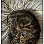 animal, bedspread, cat, cozy, curled_up, cute, domestic_cat, feline, fur, indoor, mammal, paw, pet, relaxed, resting, sleep, sleeping, striped_fur, tabby_cat, whiskers