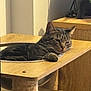 Billy a rejoint le concours — aidez-le/la à gagner de superbes lots ! animal, cat, cat_hammock, cozy, domestic_animal, ear, feline, fur, houseplant, indoor, paw, peaceful, pet, relaxed, resting, sunlight, tabby, whiskers, wood_texture, wooden_furniture