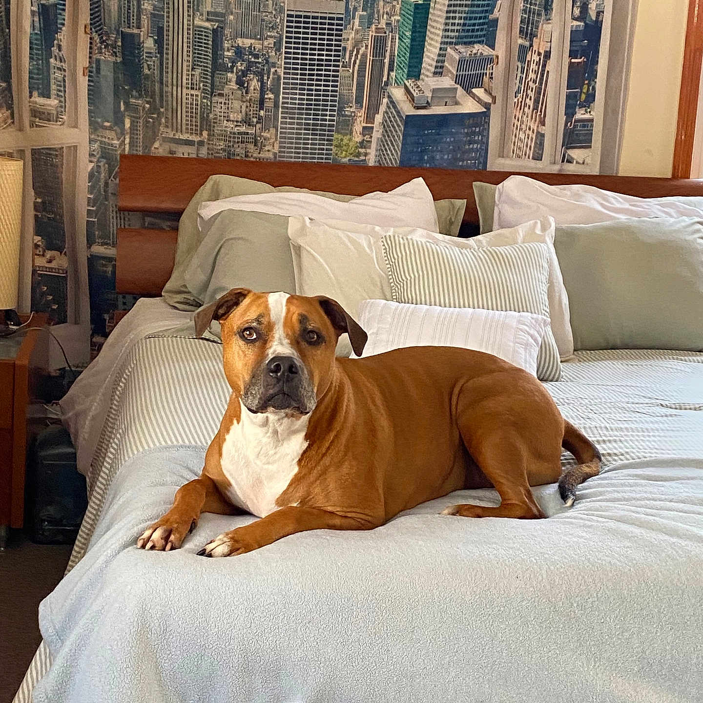 King is registered to the contest to win money with this photo: bed, blanket, brown, canine, cityscape, comfortable, decor, dog, furniture, home, indoor, lying, mural, pet, pillow, relaxed, resting, room, urban, white