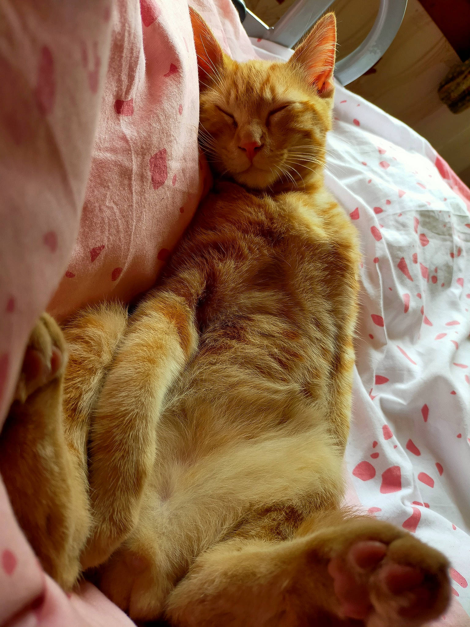 Réglisse participe au concours pour gagner de l'argent avec cette photo : bed, blanket, carnivore, cat, cat_bed, claw, comfort, domestic_short_haired_cat, fawn, felidae, foot, fur, linens, nap, paw, sleep, small_to_medium_sized_cats, snout, tail, whiskers