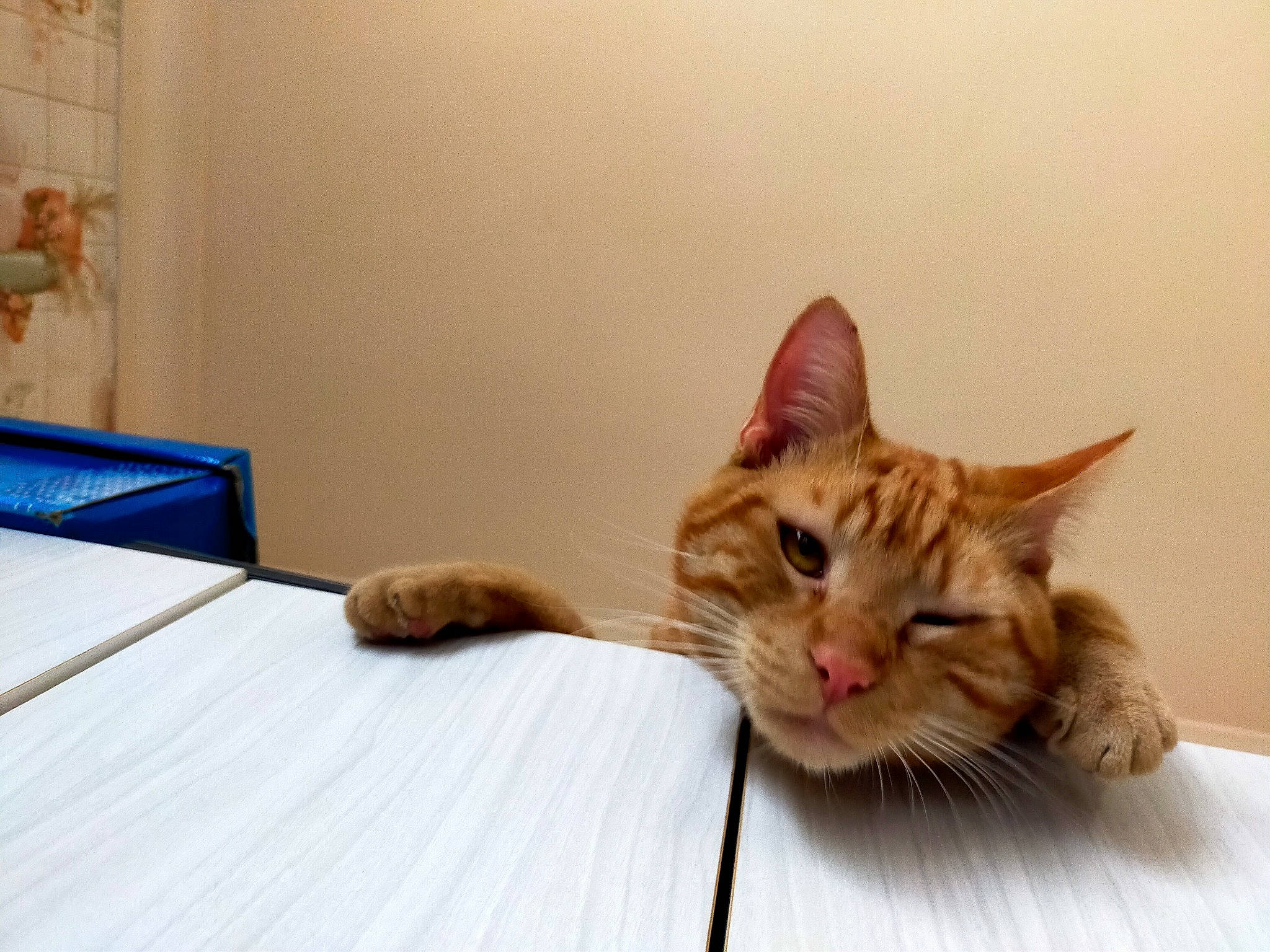 Réglisse a rejoint le concours — aidez-le/la à gagner de superbes lots ! carnivore, cat, claw, comfort, domestic_short_haired_cat, fawn, felidae, fur, sitting, small_to_medium_sized_cats, snout, table, tail, terrestrial_animal, whiskers, wood