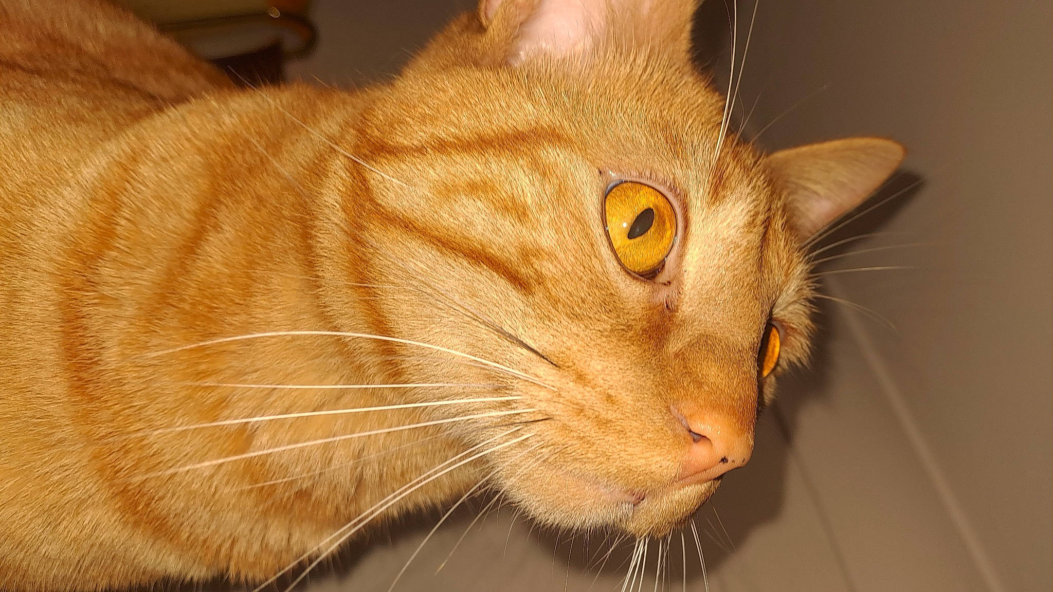 Réglisse a rejoint le concours — aidez-le/la à gagner de superbes lots ! carnivore, cat, domestic_short_haired_cat, fang, felidae, fur, small_to_medium_sized_cats, snout, terrestrial_animal, whiskers, wood