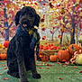 dog, black_dog, scarf, fall, autumn, pumpkins, leaves, string_lights, hay, basket, green_carpet, decorations, cute, pet, seasonal, portrait, indoors, playful, animal, festive
