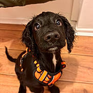 Shadow joined the competition — help win amazing prizes! adorable, animal, black_dog, canine, close_up, curly_ears, cute, dog, domestic_animal, flooring, fur, indoor, looking_up, orange_harness, pet, pet_accessory, puppy, whiskers, wooden_floor, young_dog