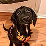 adorable, animal, black_dog, canine, close_up, curly_ears, cute, dog, domestic_animal, flooring, fur, indoor, looking_up, orange_harness, pet, pet_accessory, puppy, whiskers, wooden_floor, young_dog