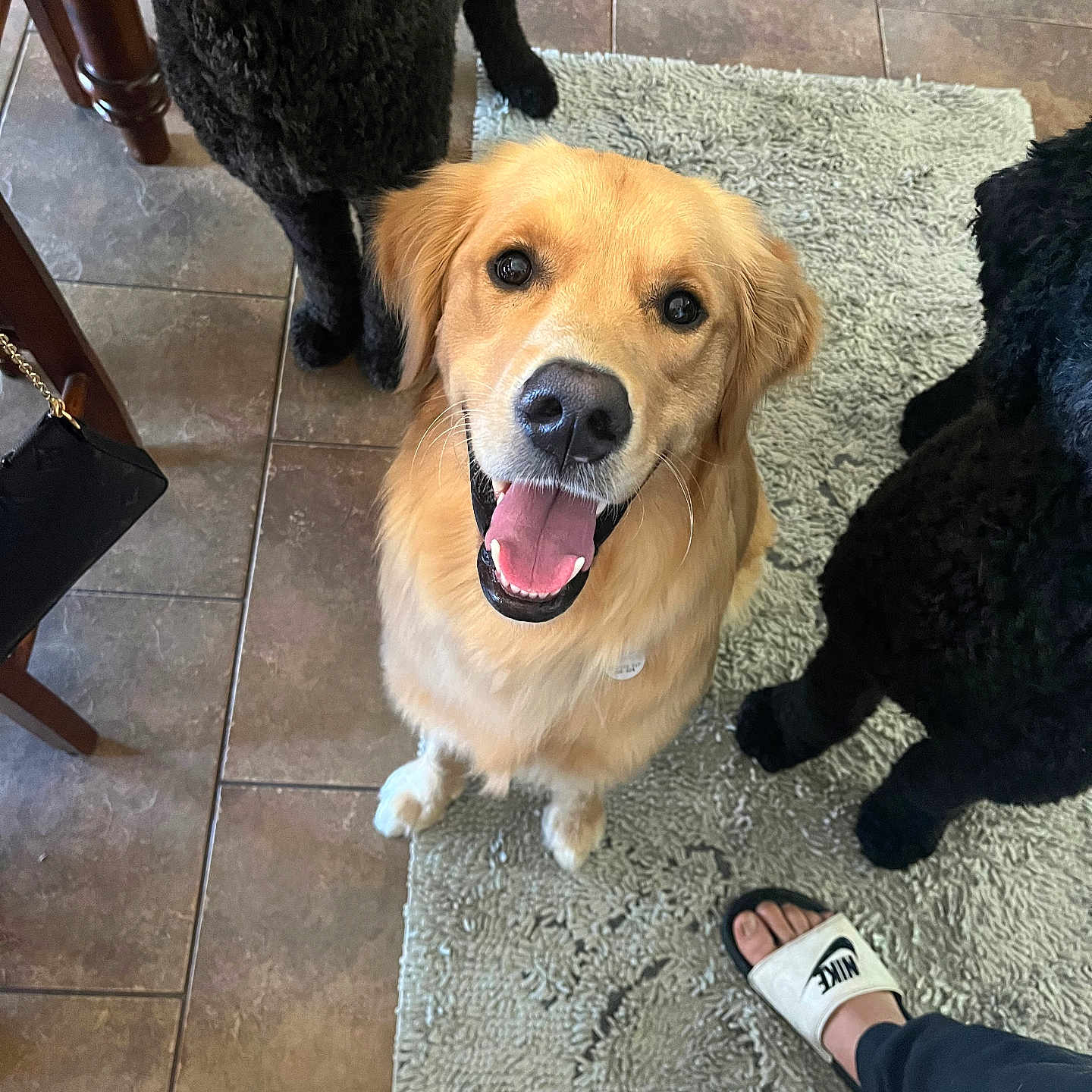 Franklin joined the competition — help win amazing prizes! accessories, animal, bag, boy, canine, child, clothing, dog, face, footwear, goldenretriever, handbag, head, male, person, pet, photography, puppy, sandal, shoe