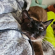 Buttons is registered to the contest to win money with this photo: cat, siamese_cat, blanket, whiskers, wide_eyes, indoor, cozy, plush_toy, cushion, furniture, closeup, pet, fur, animal, relaxing, home, soft_texture, curious, comfort, resting
